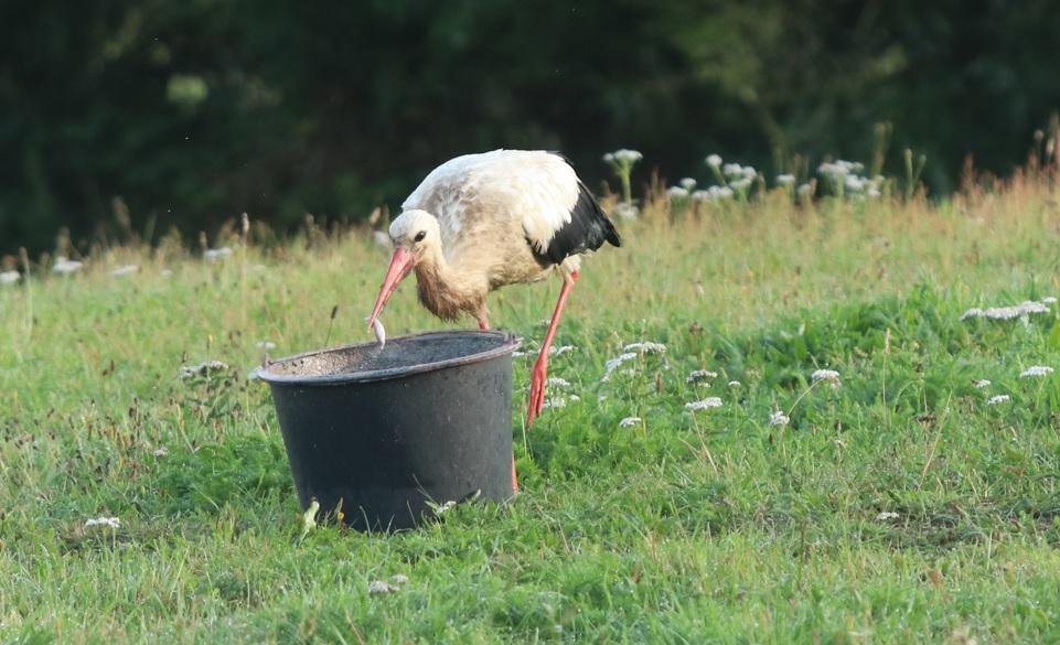 Stork ved foderspand i Sønderjylland