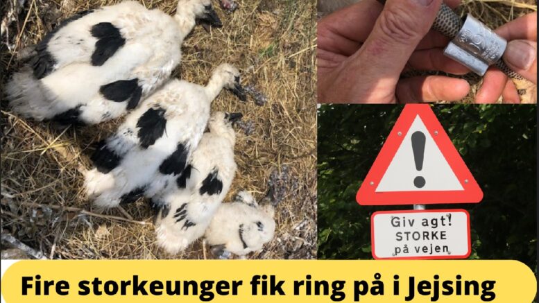 Hele fire storkeunger fik ring på søndag formiddag i Jejsing. Fotos: Kurt Bucka