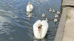 Mølleåens og havnens svanepar i Aabenraa viser deres flotte unger frem. Foto: Erik Egvad Petersen - www.sydnyt.dk