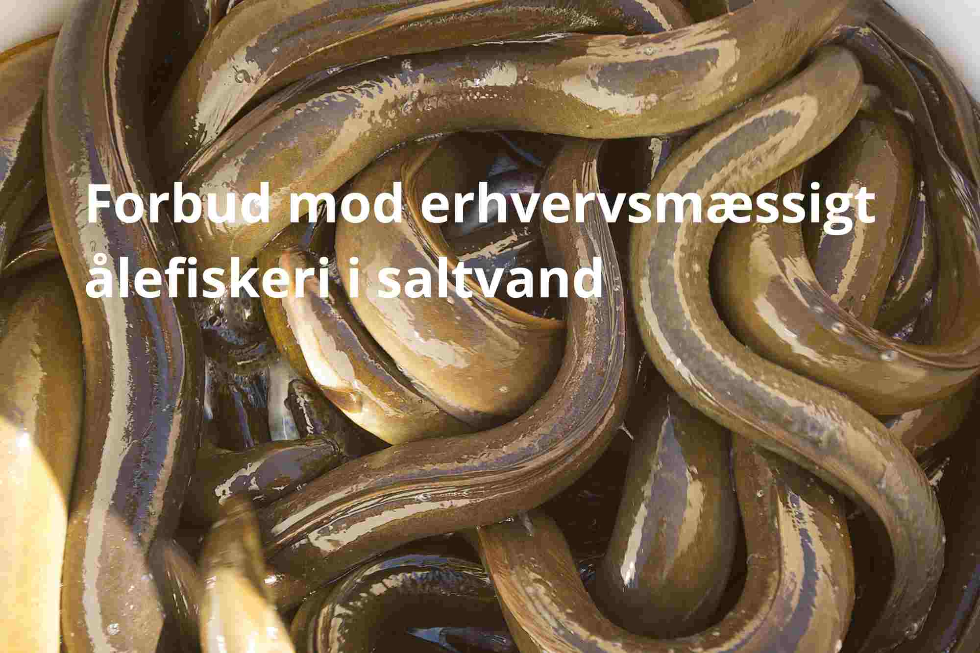 Forbud Mod Erhvervsm ssigt Fiskeri Af l I Saltvand Tr der I Kraft 15 forbud-mod-erhvervsm-ssigt-fiskeri-af-l-i-saltvand-tr-der-i-kraft-15