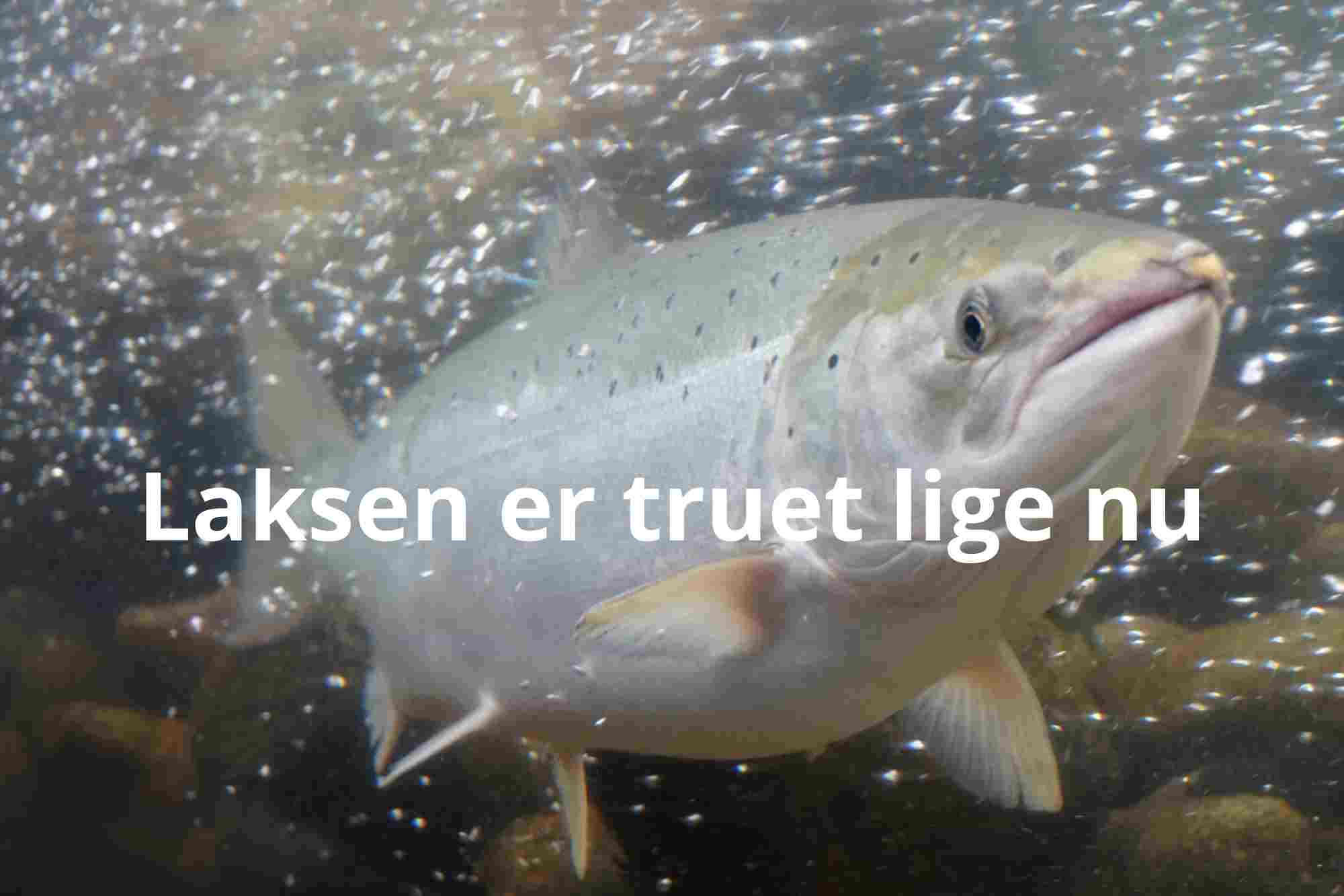 Skjern Å: Laksene skal genudsættes ved laksepremieren den 16. april ...
