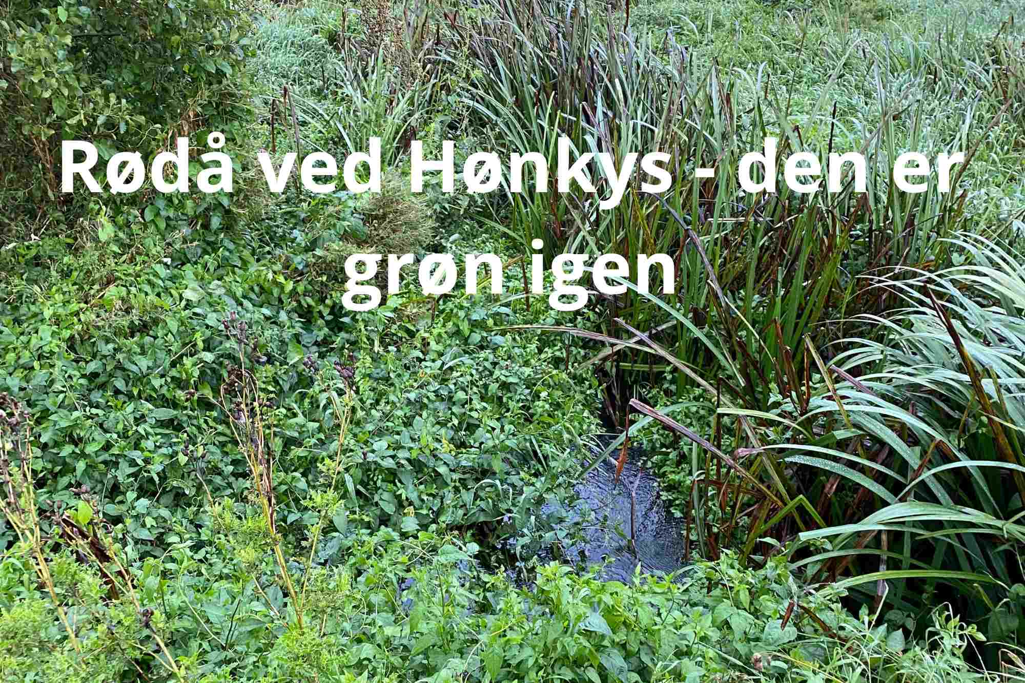 Det hele gror - også i vandløbene - Rødåen ved Rødekro er grøn igen ...