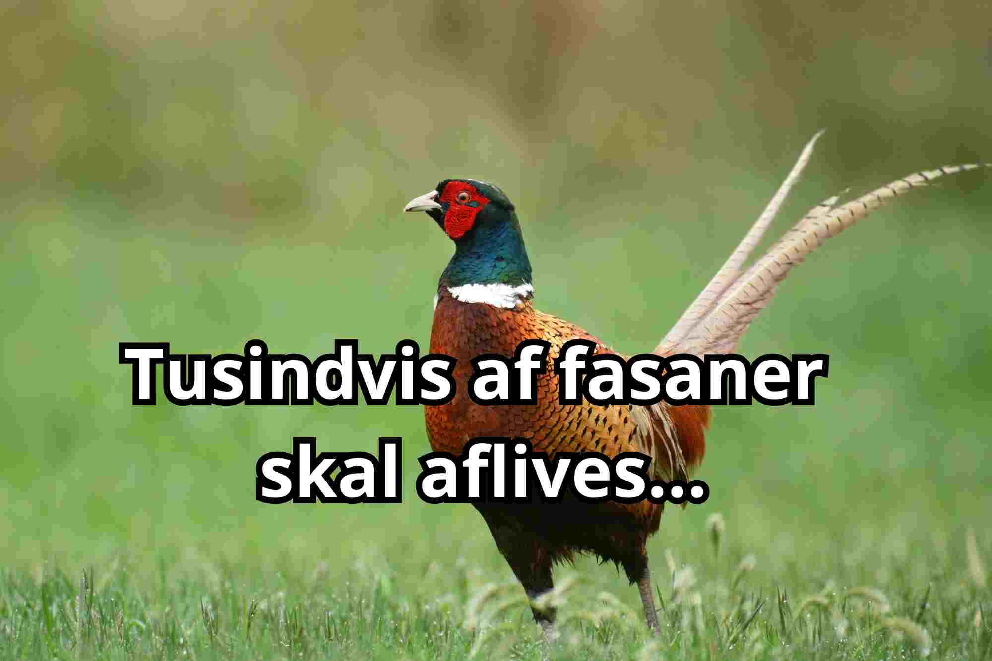 Faskaren 4.500 fasaner ramt af fugleinfluenza - Sydnyt.dk - GRATIS lokale ...
